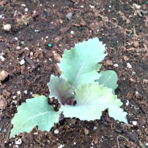 A zoomed in photo of a kohlrabi seedling in a raised bed.